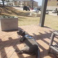 Great Oaks Animal Hospital ico