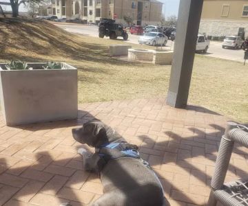 Great Oaks Animal Hospital