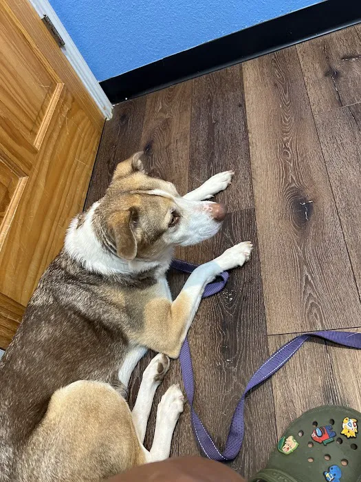 Great Oaks Animal Hospital 8
