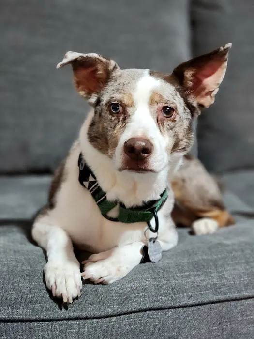 CityVet Veterinary Clinic & Urgent Care 5