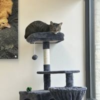 CityVet Veterinary Clinic & Urgent Care ico
