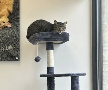 CityVet Veterinary Clinic & Urgent Care