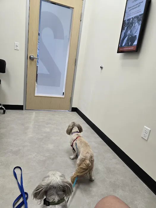 CityVet Veterinary Clinic & Urgent Care 9