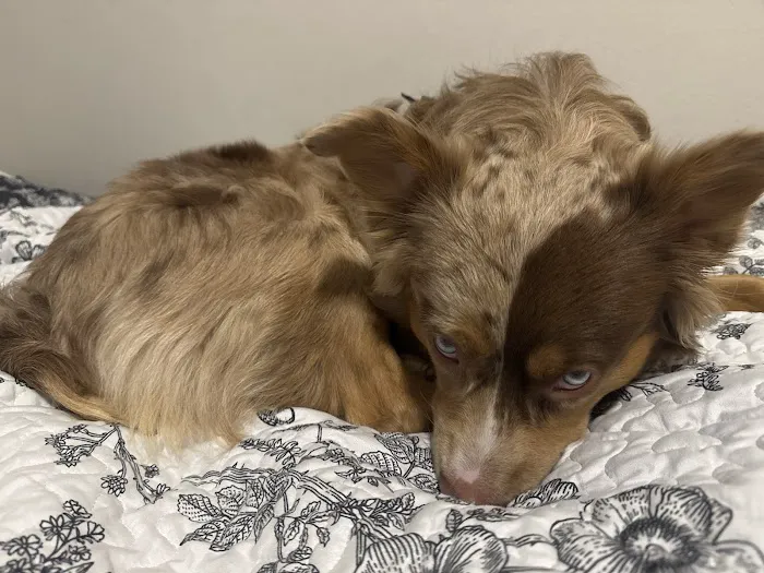 CityVet Veterinary Clinic & Urgent Care 10