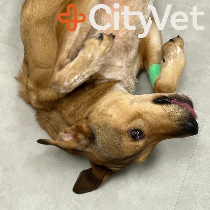 CityVet Veterinary Clinic & Urgent Care 3