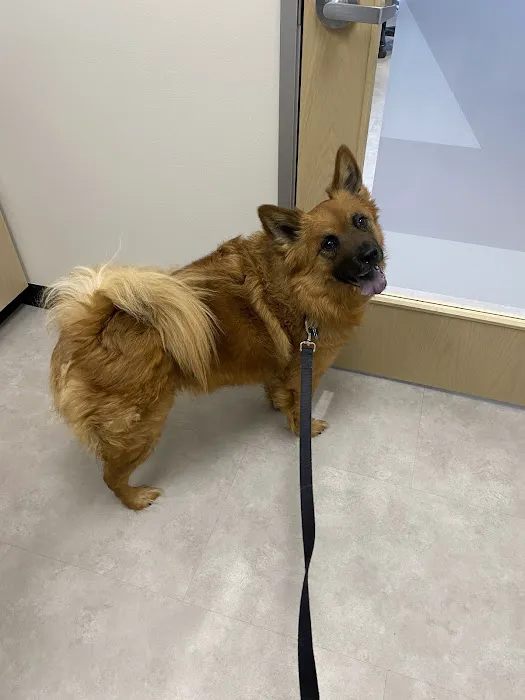 CityVet Veterinary Clinic & Urgent Care 2