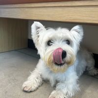 Modern Animal ico