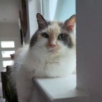 Windsor Park Veterinary Clinic ico