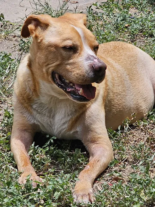 Windsor Park Veterinary Clinic 12