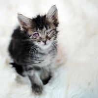 Eye Care for Animals - Austin ico