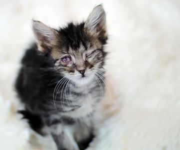 Eye Care for Animals - Austin