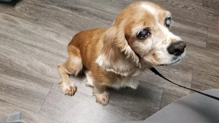 Eye Care for Animals - Austin 2