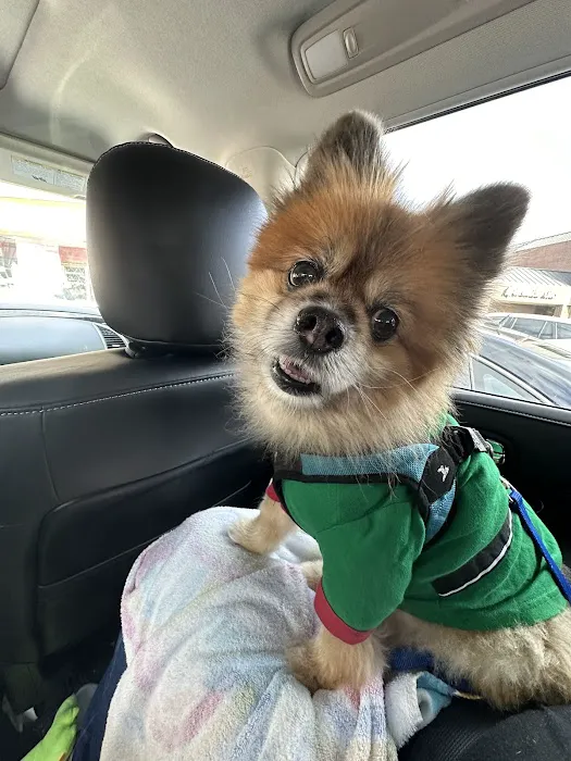 Eye Care for Animals - Austin 3