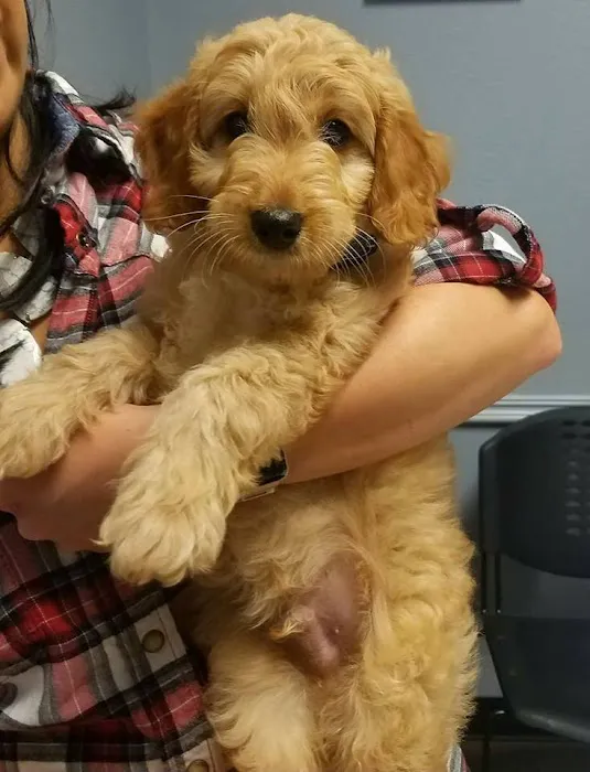 Austin Vet Care at Metric, A Thrive Pet Healthcare Partner 9