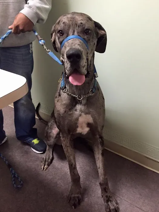 Austin Vet Care at Metric, A Thrive Pet Healthcare Partner 8