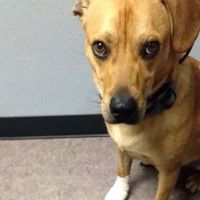 Austin Vet Care at Metric, A Thrive Pet Healthcare Partner ico