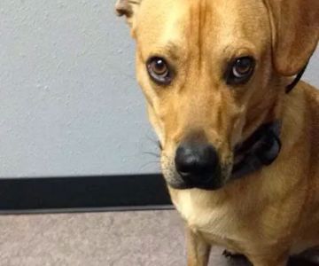 Austin Vet Care at Metric, A Thrive Pet Healthcare Partner