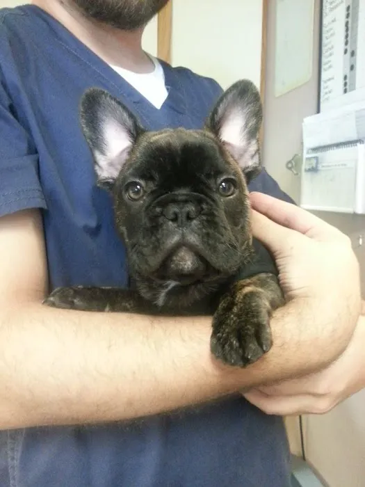 Austin Vet Care at Metric, A Thrive Pet Healthcare Partner 3