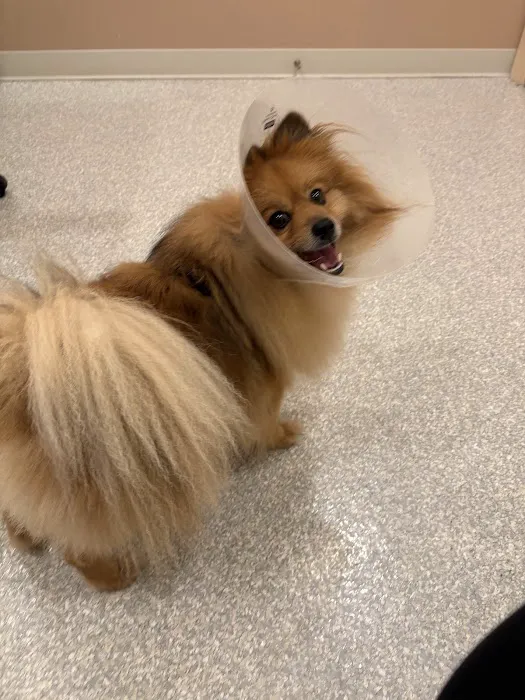 ASAP Vet: Veterinary Urgent Care 2