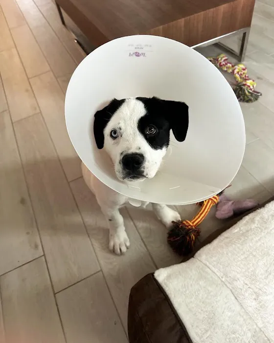 ASAP Vet: Veterinary Urgent Care 1