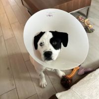 ASAP Vet: Veterinary Urgent Care ico