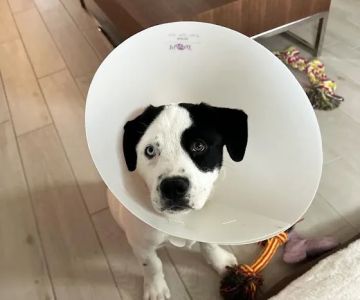 ASAP Vet: Veterinary Urgent Care