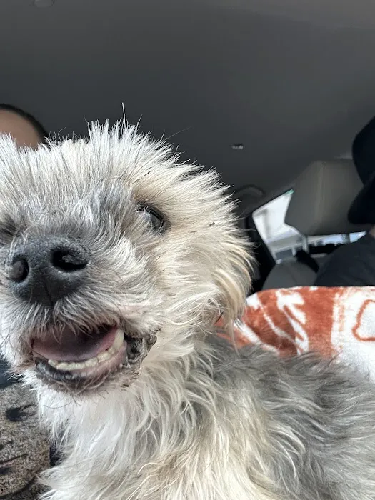 ASAP Vet: Veterinary Urgent Care 4