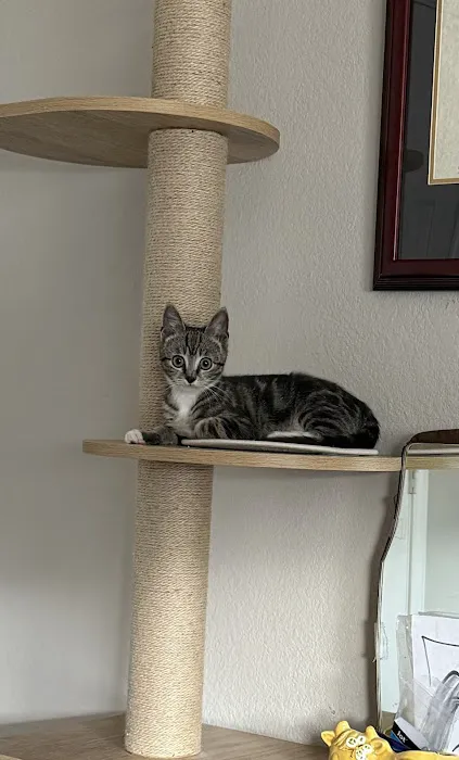 ASAP Vet: Veterinary Urgent Care 3