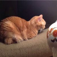 Banfield Pet Hospital ico
