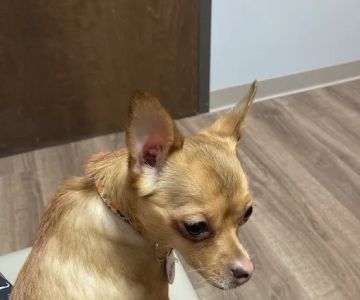 Crestview Veterinary Clinic at Tech Ridge