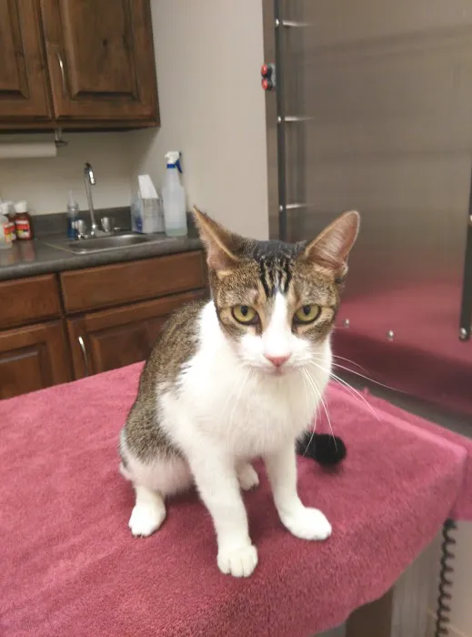 Tech Ridge Pet Hospital 4