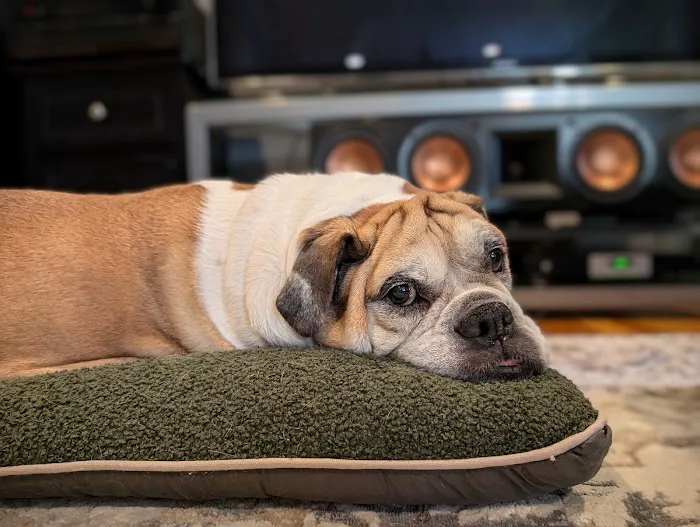 Tech Ridge Pet Hospital 5