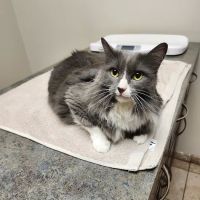 Tech Ridge Pet Hospital ico