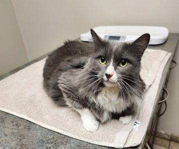 Tech Ridge Pet Hospital