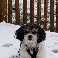 Butner Veterinary Clinic ico