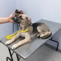 Diamond Hill Animal Hospital ico