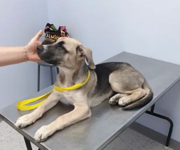 Diamond Hill Animal Hospital
