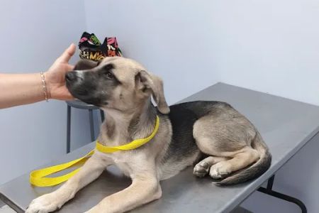Diamond Hill Animal Hospital