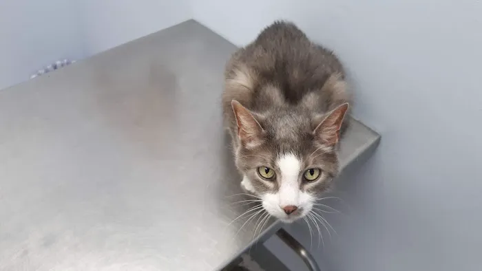 Diamond Hill Animal Hospital 12