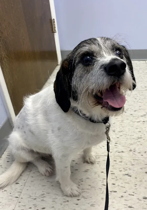Diamond Hill Animal Hospital 12