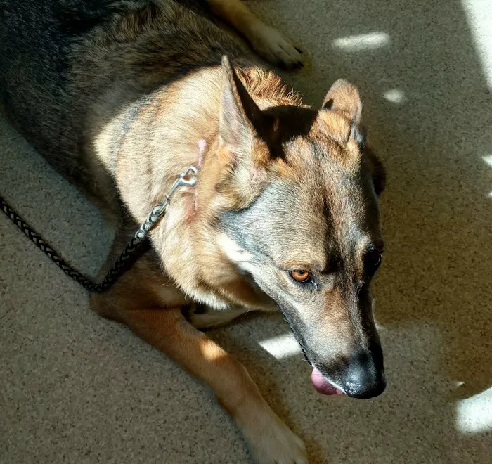 Diamond Hill Animal Hospital 12