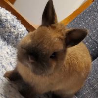 Oak Hill Veterinary Care & Pet Resort ico