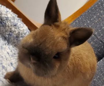 Oak Hill Veterinary Care & Pet Resort