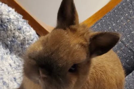 Oak Hill Veterinary Care & Pet Resort