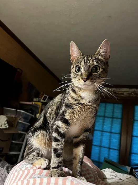 Oak Hill Veterinary Care & Pet Resort 12