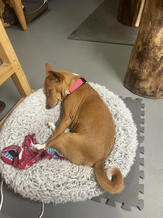 Oak Hill Veterinary Care & Pet Resort 12