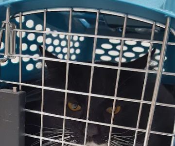 West Valley Veterinary Hospital