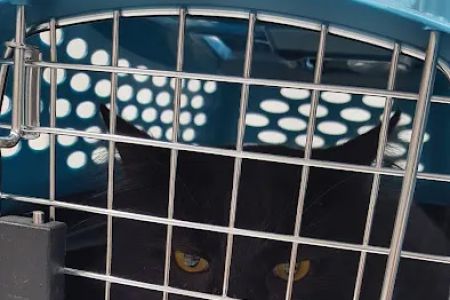 West Valley Veterinary Hospital