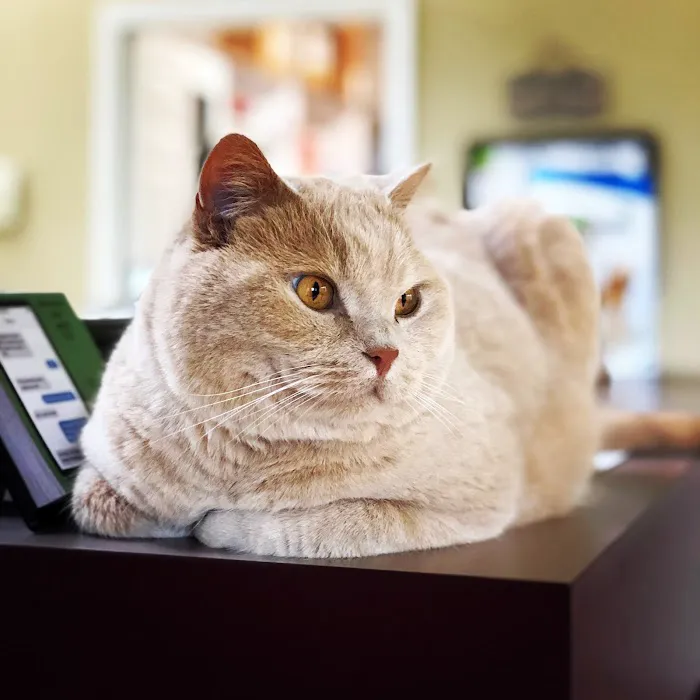 Eastgate Veterinary Clinic 12
