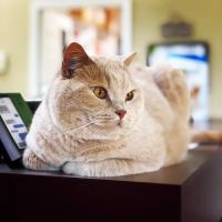 Eastgate Veterinary Clinic ico